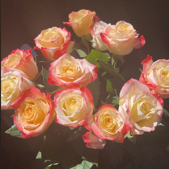 Meet your Posher, Julia - Picture 6 of 6